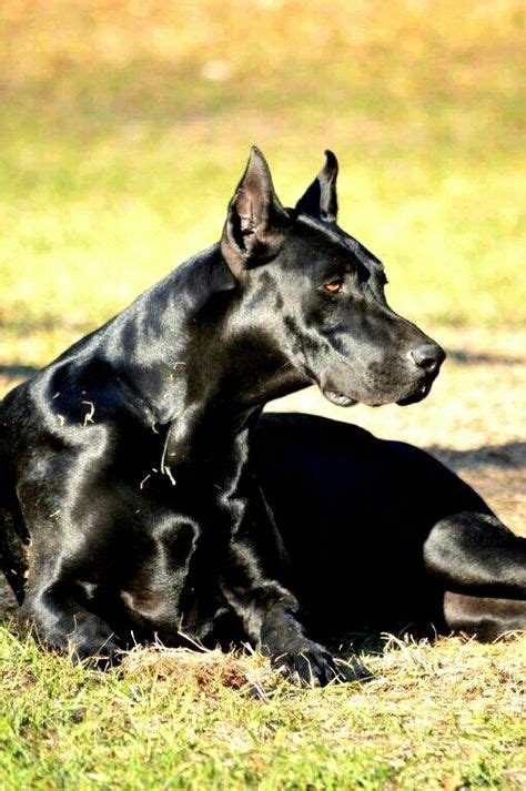 18 Doberdane ideas | dog breeds, doberman, dogs