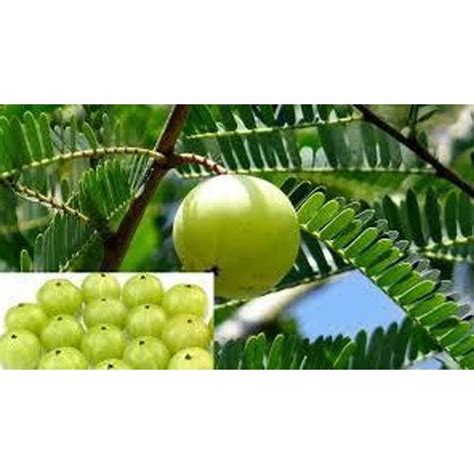 Full Sun Exposure Amla Desi Plant For Outdoor At 55 Plant In Udaipur