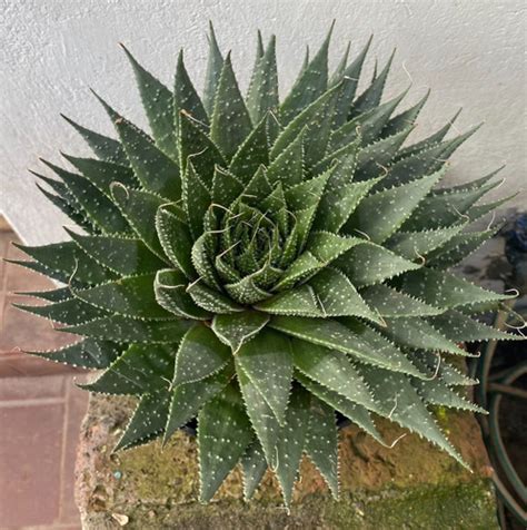 Suculenta Haworthia Aloe Aristata Cm Cuotas Sin Inter S