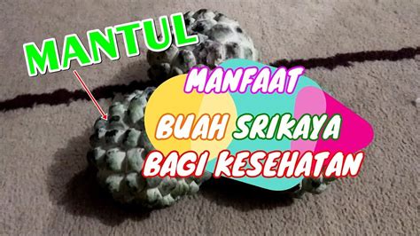 Manfaat Buah Srikaya Bagi Kesehatan Mantap Betul Youtube