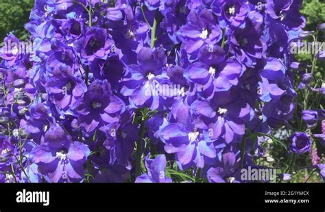 Species Of Larkspur Stock Videos Footage Hd And K Video Clips Alamy