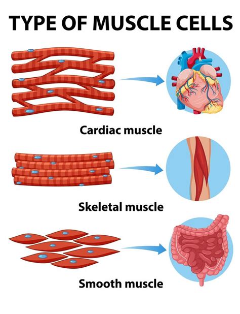 gráfico de tipo de células musculares 1424590 Vetor no Vecteezy