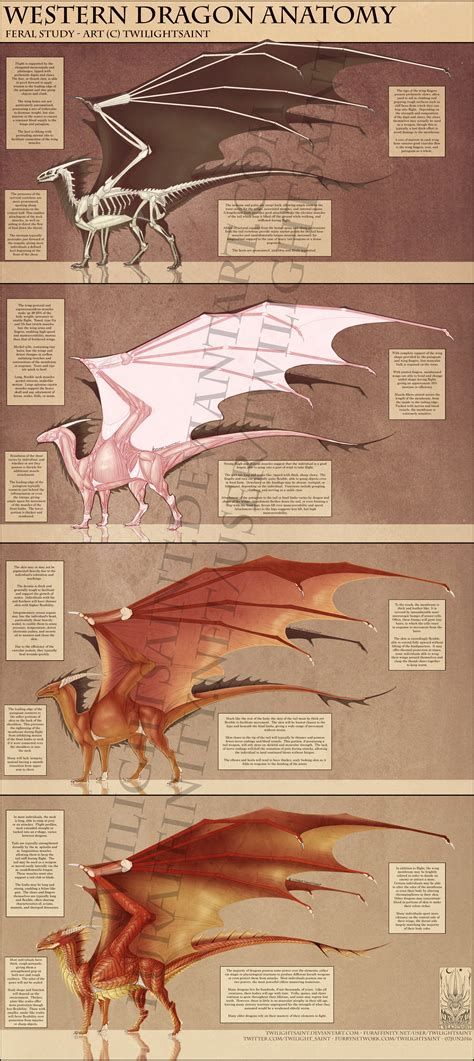 Reference - Western Dragon Anatomy — Weasyl