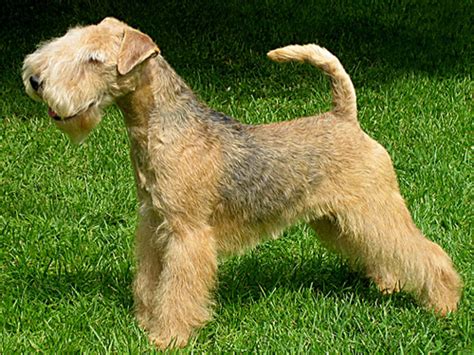 Lakeland Terrier offizielle Website für VDH Welpen