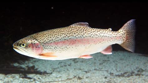 Pesca De Trucha Arco Iris O Plateada En Argentina Pesca En Argentina