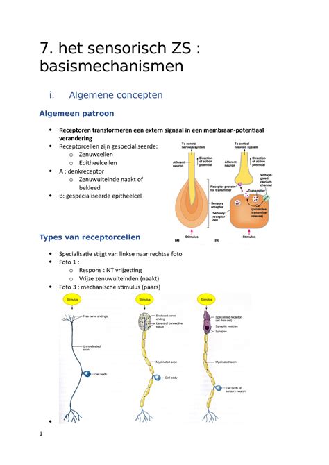 7 Sensorisch Zenuwstelsel 7 Het Sensorisch ZS Basismechanismen I