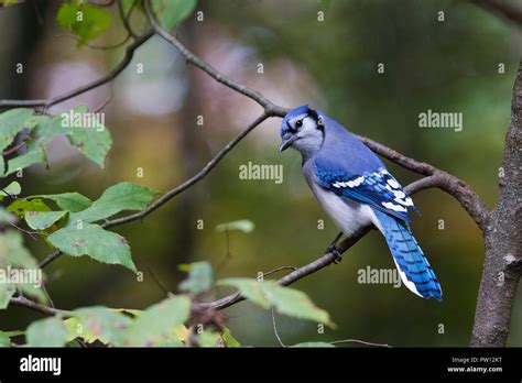 blue jay  natural environment  res stock photography  images alamy