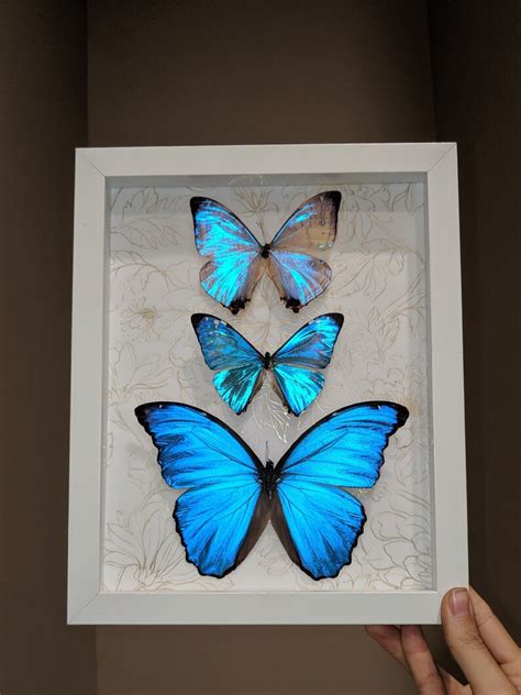 Morpho Butterfly Framed Collection 8x10 White Frame With Gold Detail