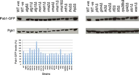 Eukaryotic Stress Granules Are Cleared By Autophagy And Cdc48 Vcp