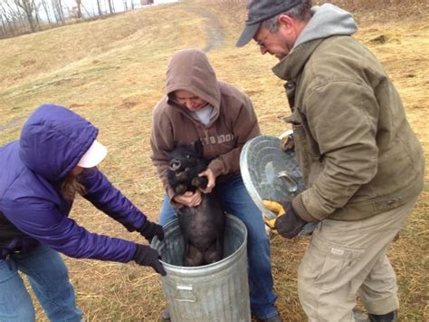 Moving Guinea Hog Pigs From Virginia Pasture Livestock Conservancy