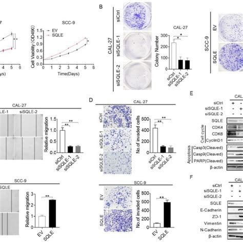 Sqle Upregulation Promoted Hnscc Cells Proliferation And Metastasis In