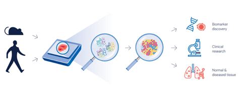 Spatial Biology Without Limits Spatially Resolve Gene Expression In Ffpe Samples Biotechniques