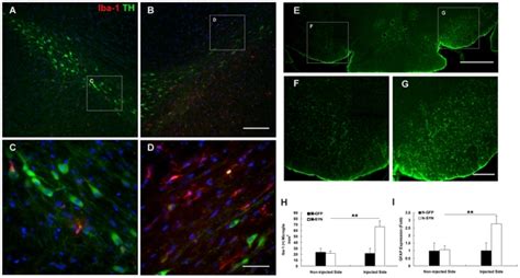 Coronal VM Sections Of N SYN Group Rats Showed Loss Of DA Neurons TH