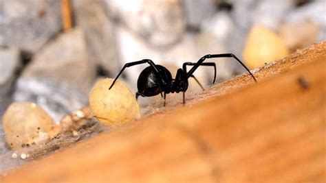 How To Identify And Get Rid Of Black Widow Spiders Around Your Plano