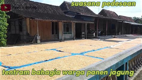 Melihat Suasana Pedesaan Dan Aktifitas Warga Menjemur Jagung Di