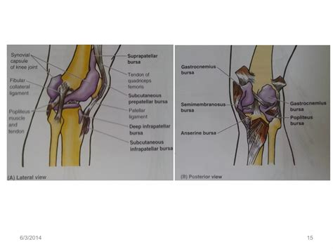 Anatomy of the knee joint | PPT