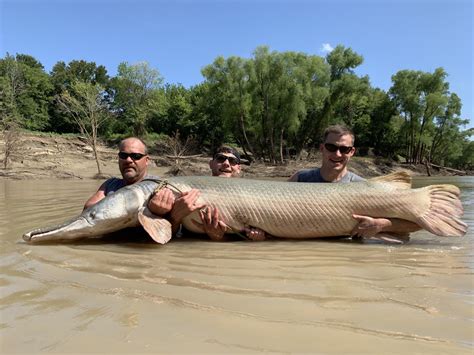 Texas Alligator Gar Fishing Trips With Garzilla Guide Service