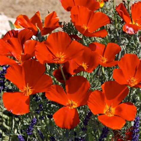 Eschscholzia Californica Red Chief 250 Seeds Californian Poppy