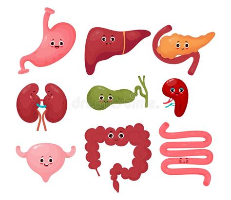 Collection Cute Human Cartoon Organs Gastrointestinal Tract Vector