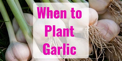 When To Plant Garlic Growing Guide Gfl Outdoors