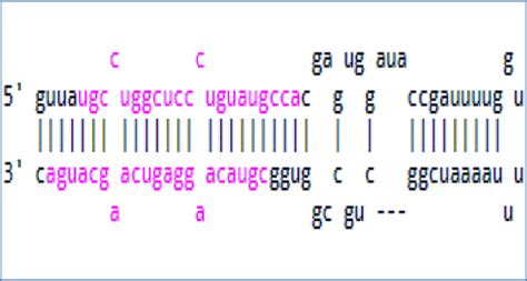 Starseeker An Automated Tool For Mature Duplex Microrna Sequence