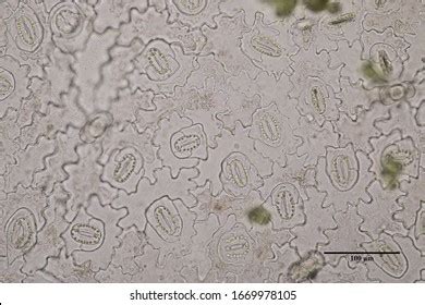 Stoma Cell Guard Cell Leaf Under Stock Photo 1669978105 | Shutterstock