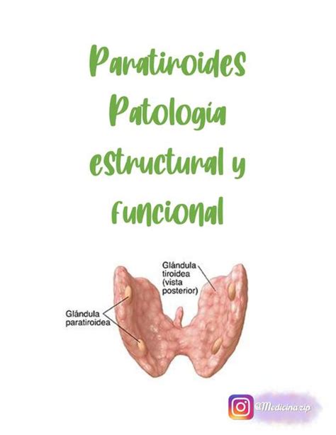 Gl Ndula Paratiroides Patolog A Estructural Y Funcional Medicina