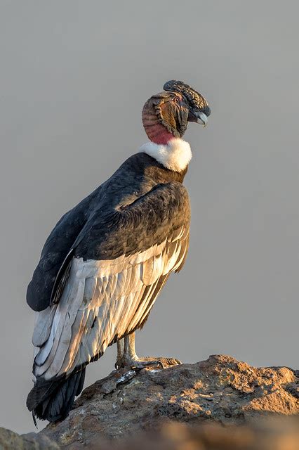 Andean Condor bird photo call and song/ Vultur gryphus - National bird of Colombia - National ...