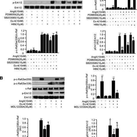 Exendin Ex Decreased Effect Of Ang Ii On Erk Pai Signaling