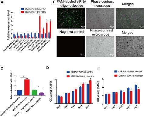 Frontiers Hsa Mir P Controls The Proliferation Dna Synthesis