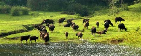 Idukki Wildlife Sanctuary - Wildlife in Kerala - Southtourism