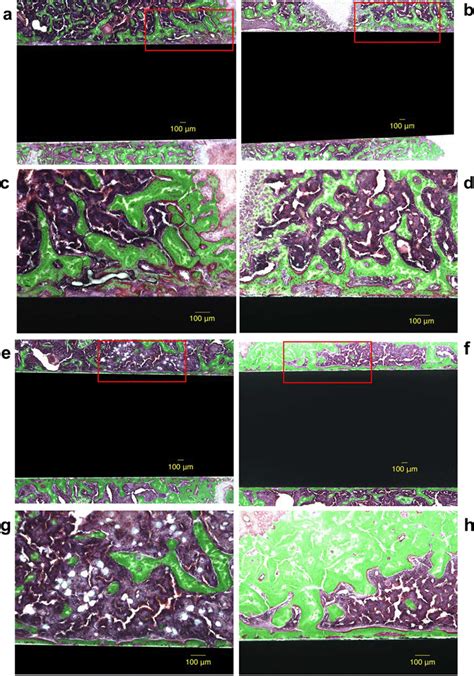 Light microscope images (magnification × 4 and × 10,... | Download ...