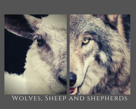 Wolves, Sheep and Shepherds – Diane Langberg