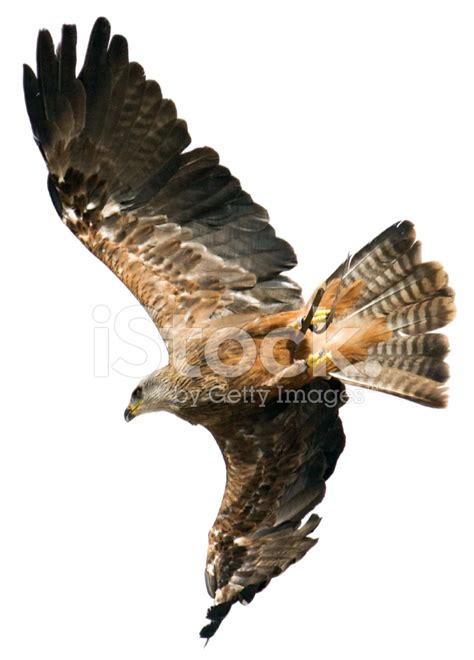 Flying Hawk on White Background Stock Photos - FreeImages.com