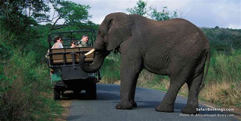 Top 10 Best Things To Do In St Lucia Kzn South Africa SafariBookings