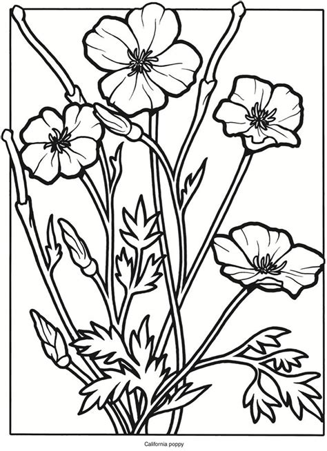 Wildflower Coloring Pages Printable Coloring Pages