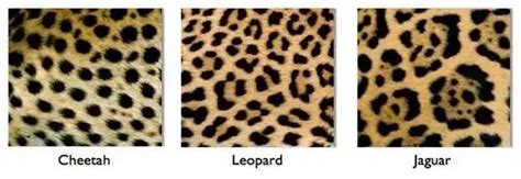 Cheetah Vs Leopard Vs Jaguar Print