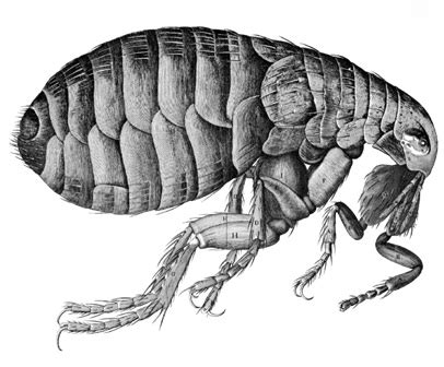 Difference Between Mites and Fleas | Mites vs Fleas