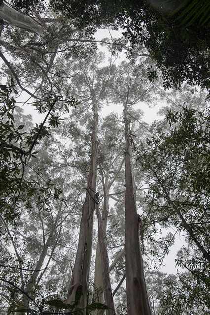 Gum Trees Eucalypts Wet Free Photo On Pixabay Pixabay