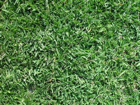 What Is Turf Grass 5 Common Types Dengarden