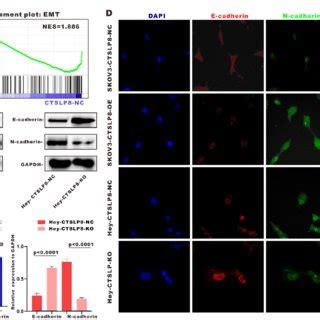 Lnc CTSLP8 Promoted Tumor Growth And Metastasis Of Ovarian Cancer In