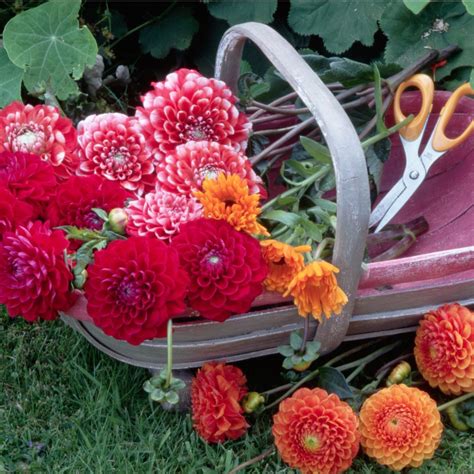 How To Overwinter Dahlias So That They Keep Blooming Year After Year