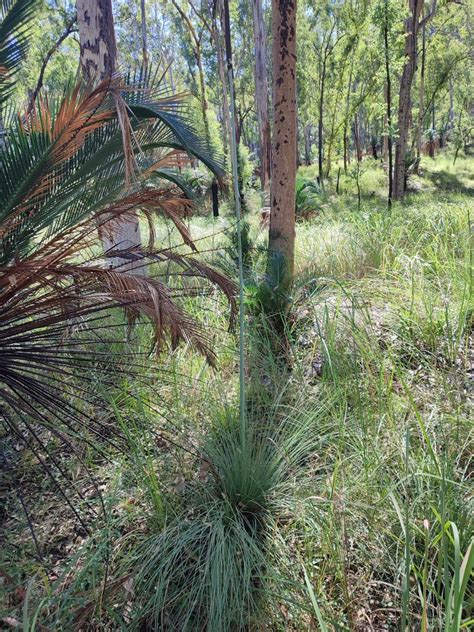 Grasstrees From Carnarvon Au Ql Bh Au Ql Au On April At