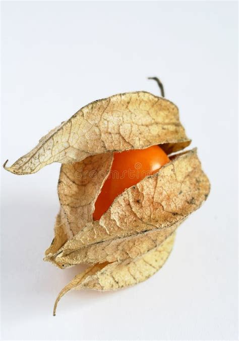 Physalis stock image. Image of leaves, family, plant, jamberry - 4546487