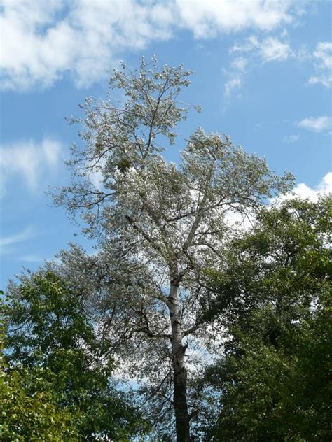 Beautiful Populus Alba Tree Among The Other Colorful Trees Under The