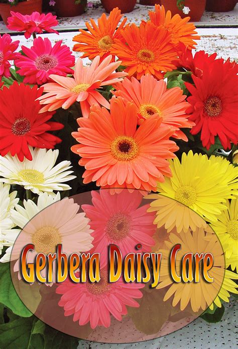 All About Gerbera Daisy Care - Quiet Corner