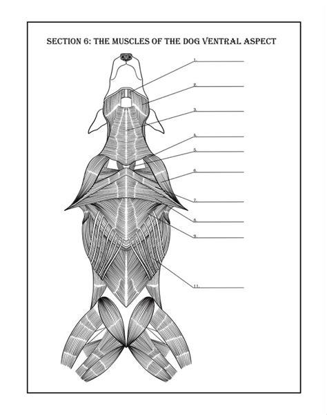 Animal Anatomy Coloring Pages