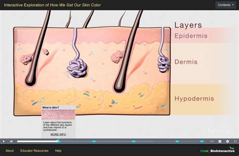 Interactive Exploration Of How We Get Our Skin Color Astronaut 3