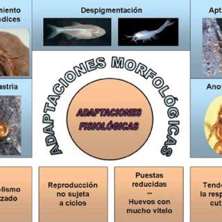 Algunas de las adaptaciones morfológicas y fisiológicas más notables