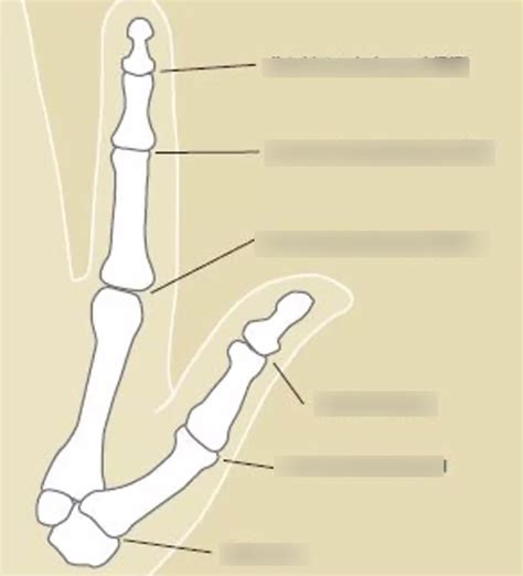 Hand Bones Diagram Quizlet